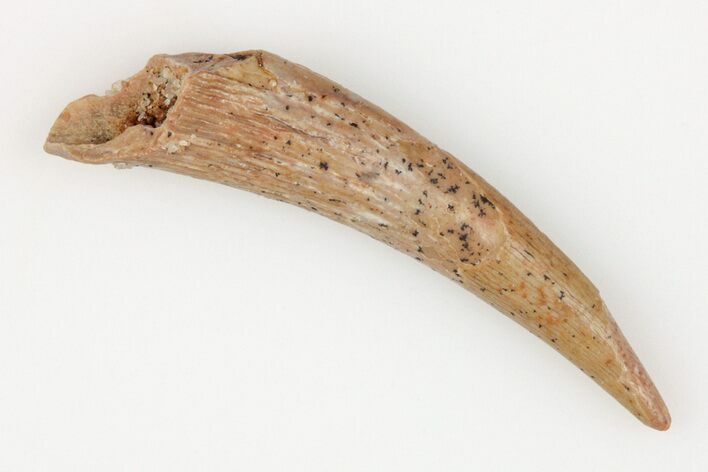 1.1" Fossil Pterosaur (Siroccopteryx) Tooth - Morocco